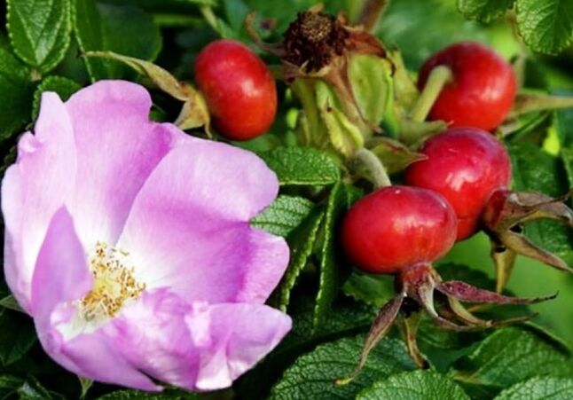 Rosa Hüfte